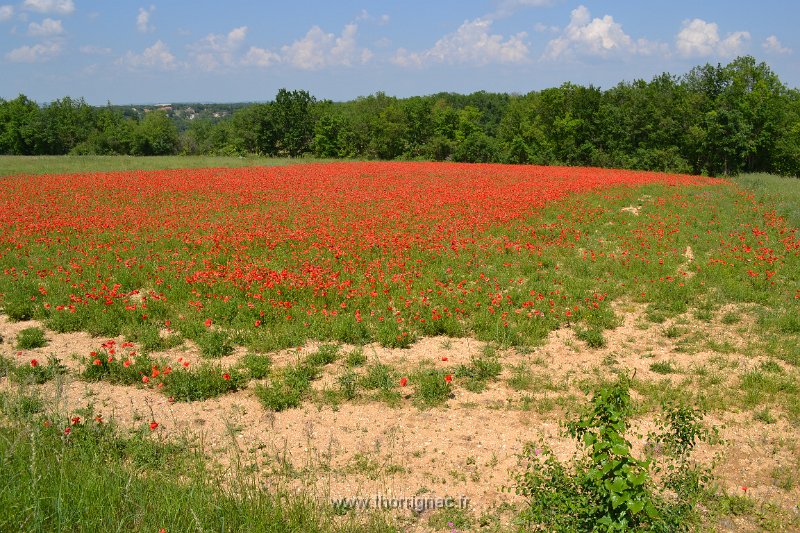 DSC 0134.JPG - Champ de coquelicot dans le Tarn.